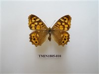 藏品(蛇目蝶科)的圖片